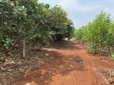 Cần bán 3 sào đất 250m2 thổ cư gần đường Phú Mỹ Tóc Tiên giáp chủ